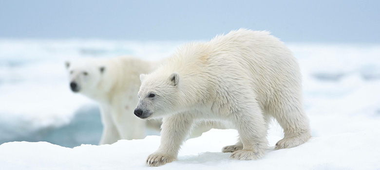 Disney+ celebrará Día de la Tierra con Osa Polar